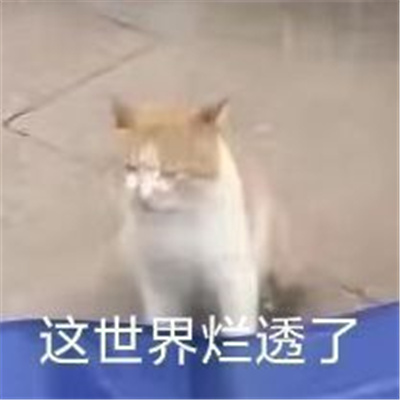 爆火的好笑表情
