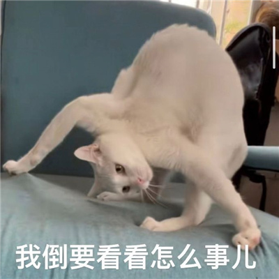 爆火的好笑表情